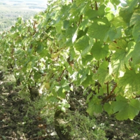 ブドウ畑の足下は柔らかい草と
クレイ・ライムストンソイル